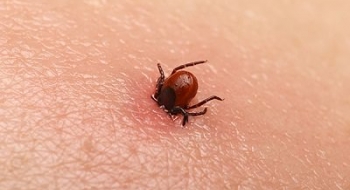 Doenças causadas por carrapatos, pulgas e mosquito triplicaram nos EUA